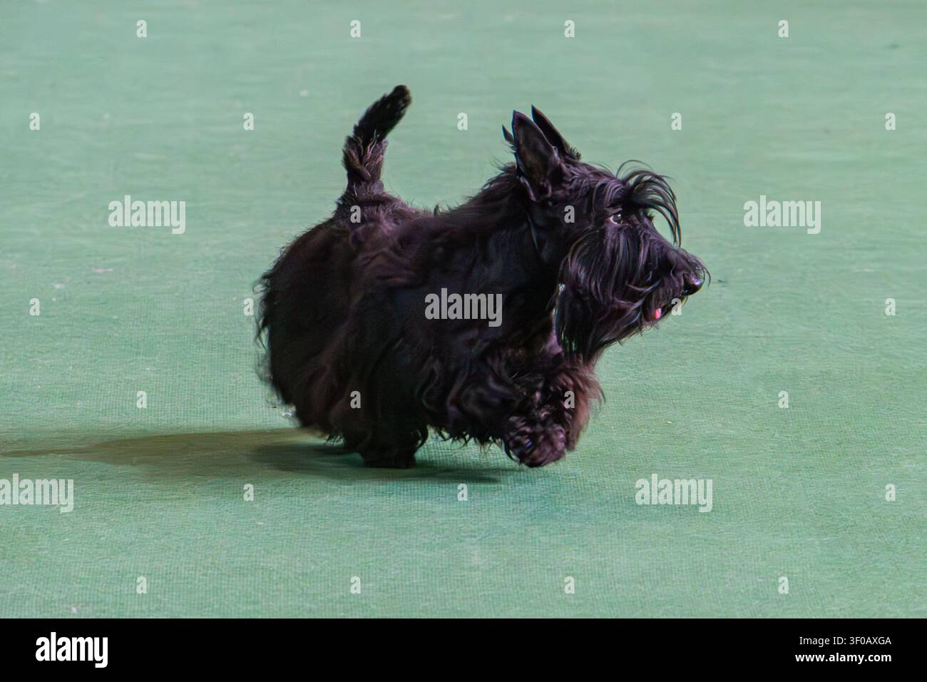 Schwarzer Scottish Terrier auf Agility-Parcours, mitten in der Bewegung in einer Inneneinrichtung mit gemustertem Boden, ikonisches drahtiges Fell, dynamisches Schnappfoto, helles Licht Stockfoto