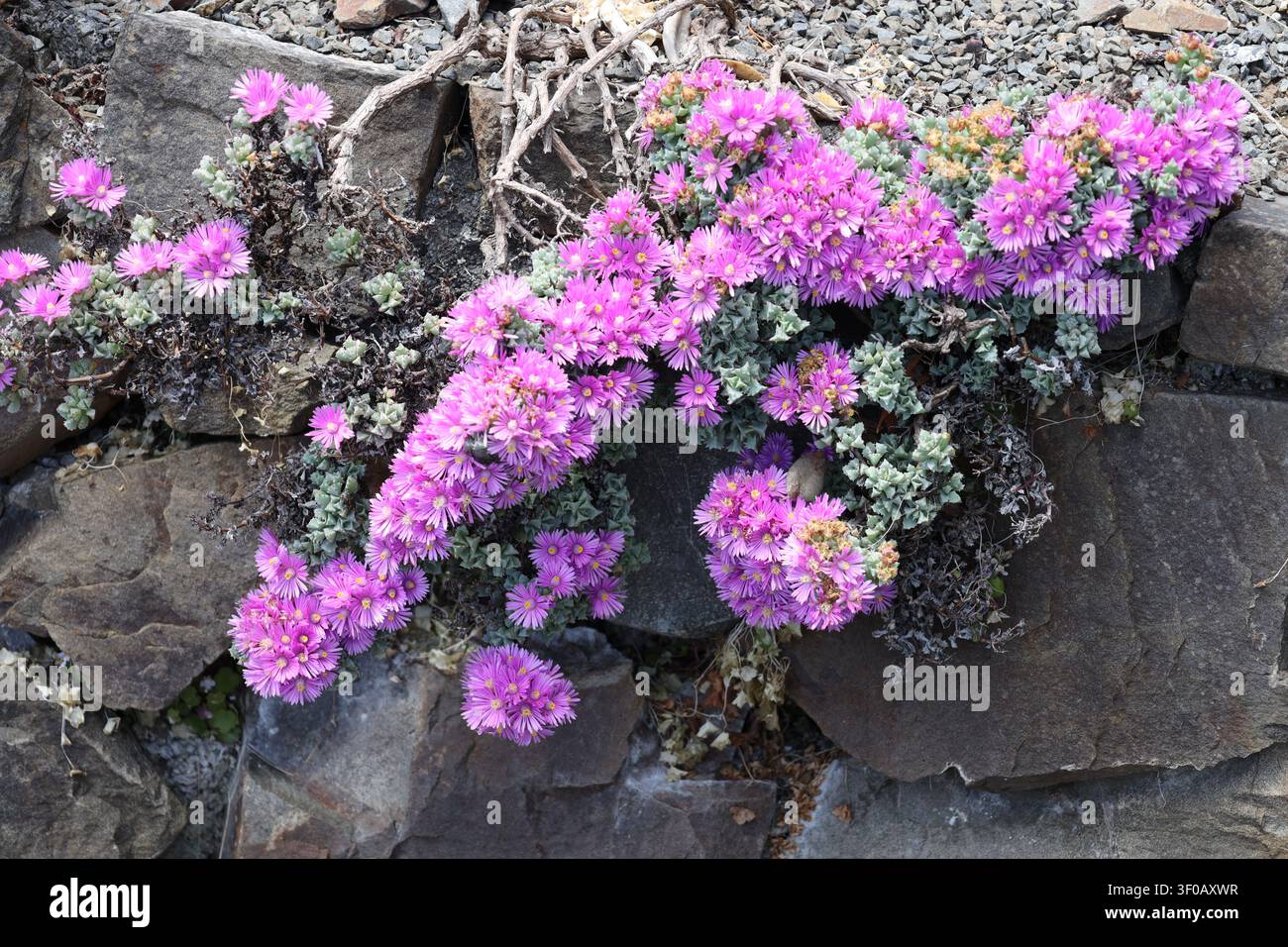Pink Ice Plant, kriechende Sukkulente, lebhafte rosa Blüten, dreieckige, blaugrüne Blätter (Oscularia deltoides) (Makro, Nahaufnahme) Stockfoto