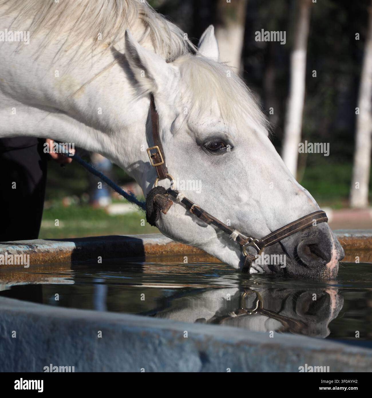Eine intime und friedliche Nahaufnahme eines grauen Pferdes, das ein Lederhalfter trägt und sich hinunterbeugt, um klares Wasser aus einem Stein- oder Betrohrtränker zu trinken Stockfoto