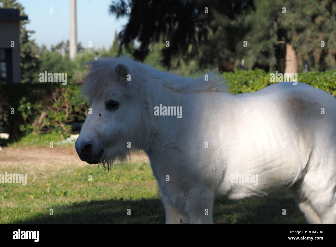 Ein entzückendes Porträt eines kleinen, flauschigen weißen Hausponys, das ruhig im Freien auf einem Grasstück mit einem natürlichen grünen Hintergrund aus Büschen steht Stockfoto