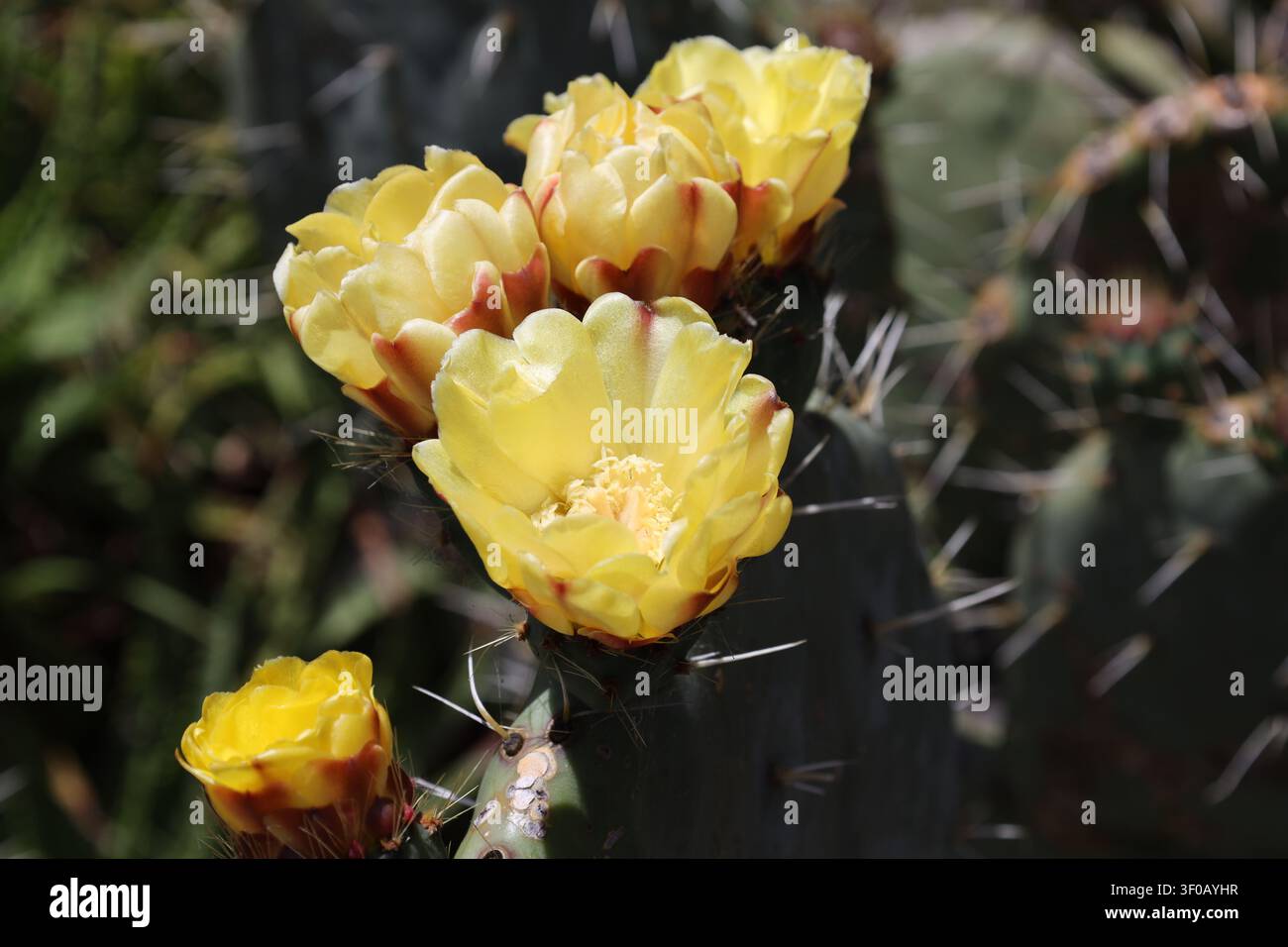 Kaktus der Opuntia-Robusta-Art, flache grüne Blätter, Stacheln, gelbe Blüten (Makro, Nahaufnahme, Sukkulente, Sonnenschein) Stockfoto