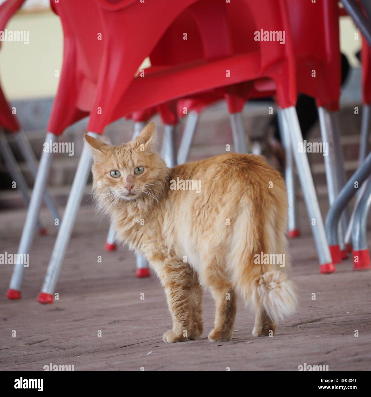 Eine Ganzkörper-Aufnahme im Casual-Stil einer streunenden getigerten Katze, die ruhig auf einem Terrassenpflaster ruht. Der Hintergrund zeigt leuchtend rote Plastikkaffee-Stühle, die eine co Stockfoto