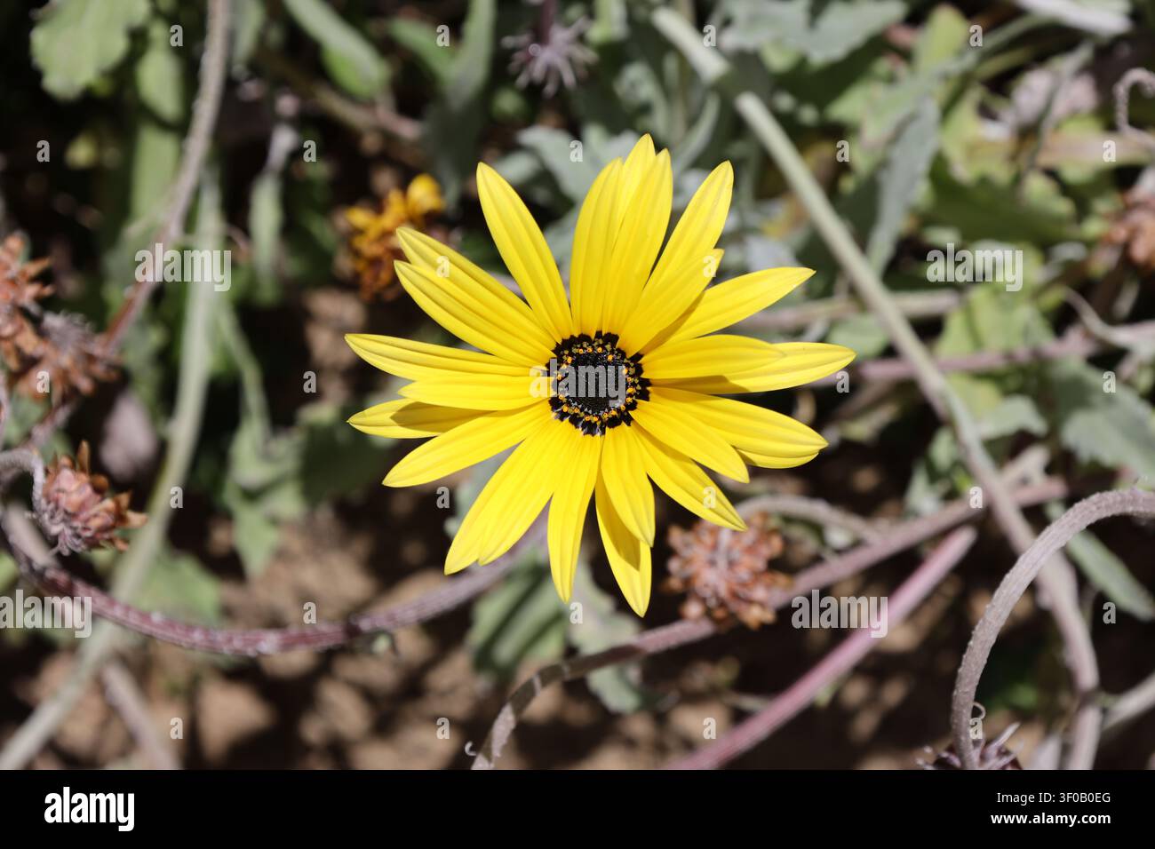 einzelne Blüte, Afrikanische Gänseblümchen, lebhafte gelbe Blütenblätter, kontrastierender dunkler, texturierter Mittelpunkt (Arctotis, Mellow-Yellow) (Makro, Nahaufnahme, Sonnenschein) Stockfoto