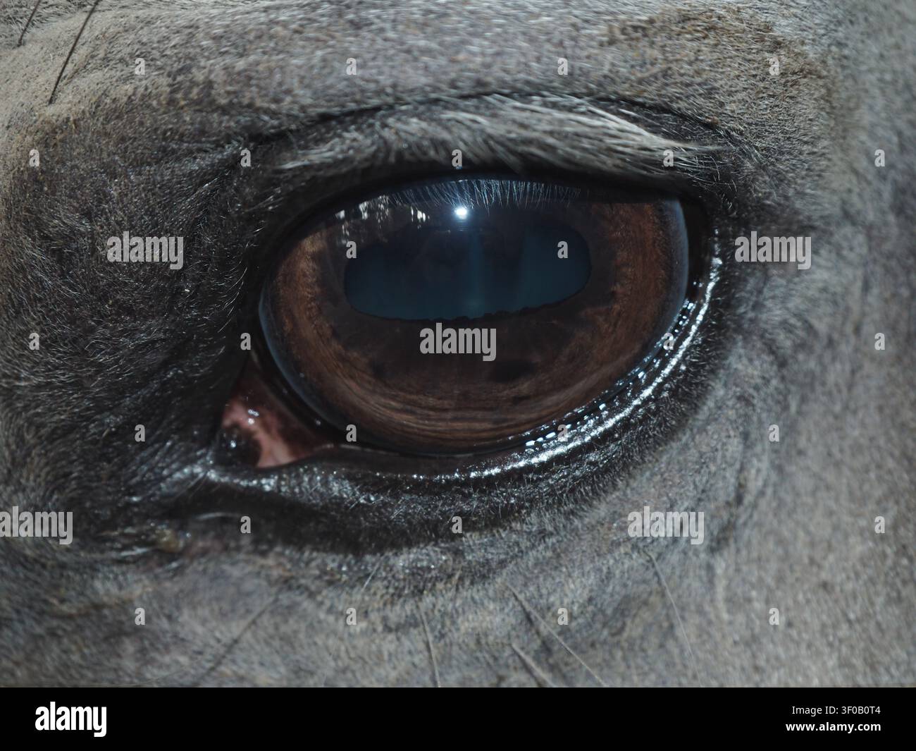 Detaillierte Makrofotografie, die sich auf das Auge eines Pferdes konzentriert und die feinen Texturen der Iris, der Wimpern und der umgebenden Haut des Fells zeigt. Stockfoto