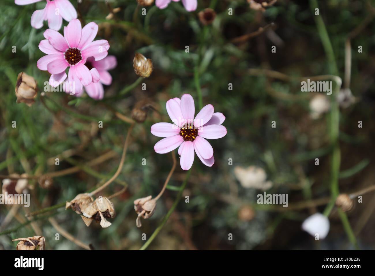 Marokkanische Gänseblümchenblüten, silbrig-grünes Laub, rosa gänseblümchenähnliche Blüten, dunkelbraune Zentren (Rhodanthemum-gayanum) (Makro, Nahaufnahme, Schatten) Stockfoto