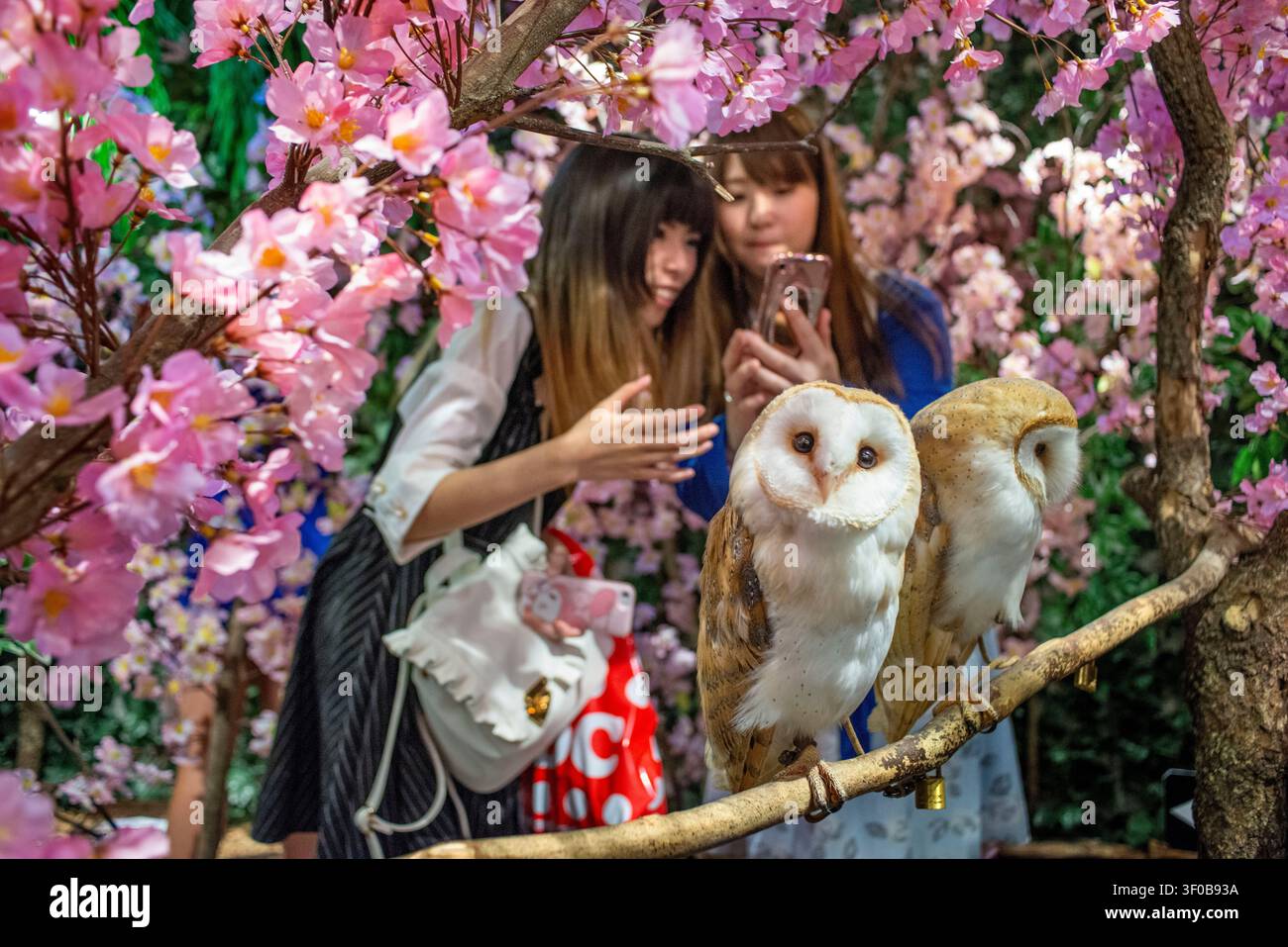 Eulen-Café mit Scheunen-Eulen, die zwischen künstlichen Kirschblüten sitzen, Besucher, die im Inneren eines thematischen Tiercafés in Akihabara, Tokio, Japan, Fotos machen. Die Stockfoto