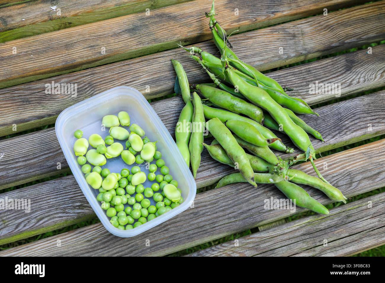 Frisch gepflückte Brechbohnen und Erbsen aus einem heimischen Garten, England, UK Stockfoto