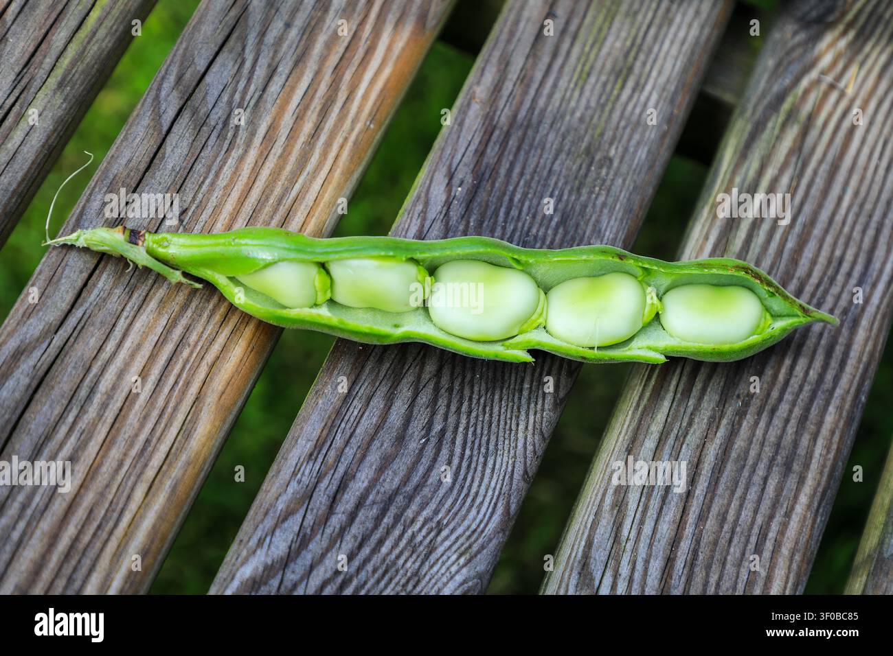 Frisch gepflückte Brechbohnen aus einem heimischen Garten, England, UK Stockfoto