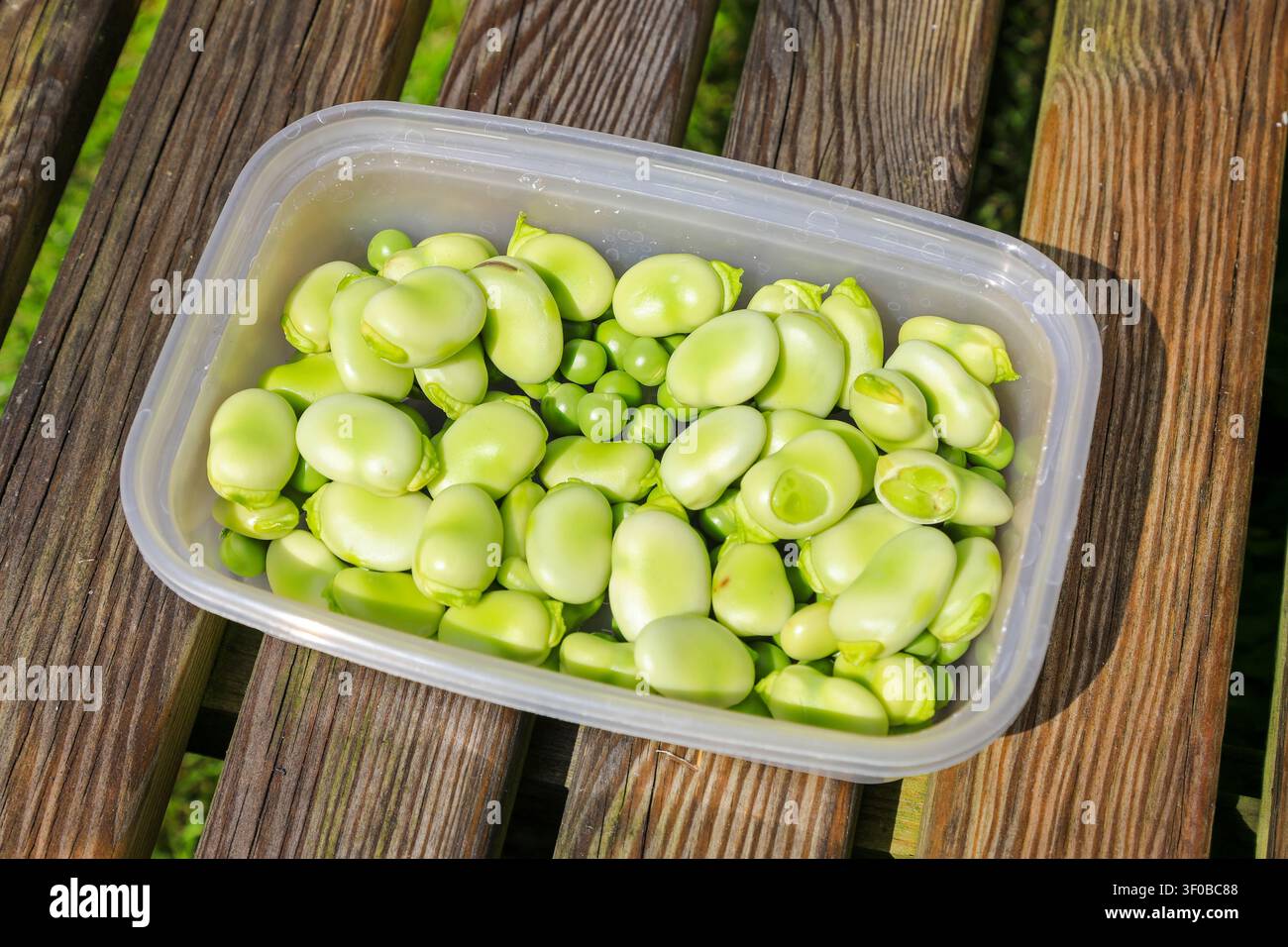 Frisch gepflückte Brechbohnen und Erbsen aus einem heimischen Garten, England, UK Stockfoto