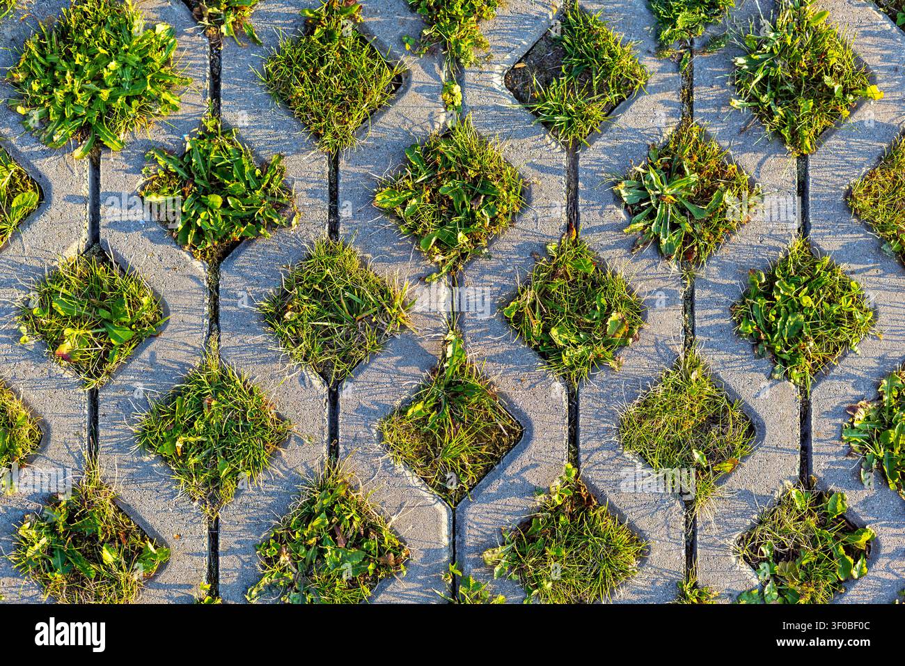 Gras, das durch Betonpflastergitter wächst. Gras und Unkraut wachsen durch geometrische Betonpflastersteine und erzeugen ein strukturiertes Bodendesign im Freien mit Stockfoto