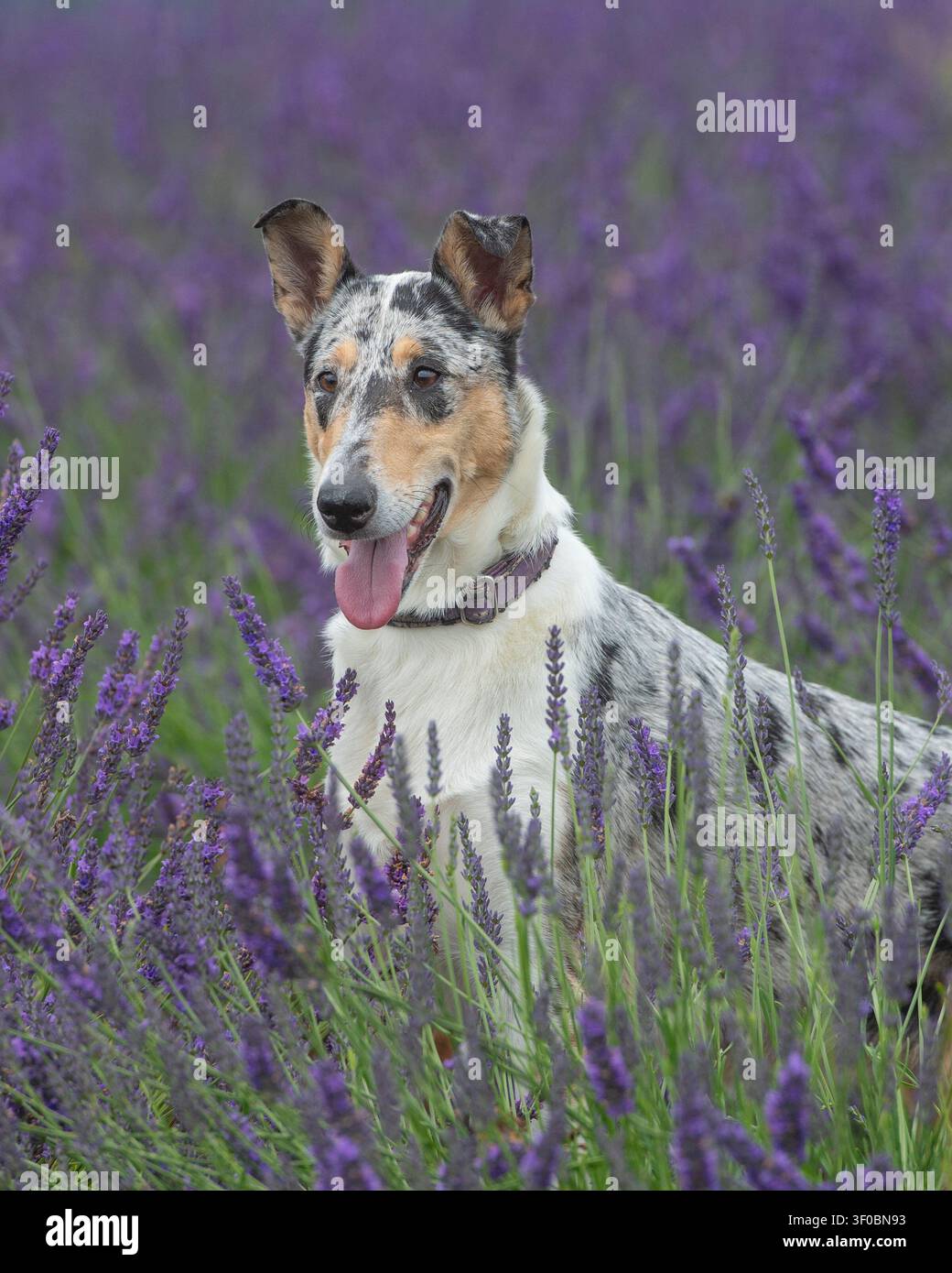 Merle Smooth Collie-Hund im sommerlichen Lavendel Stockfoto