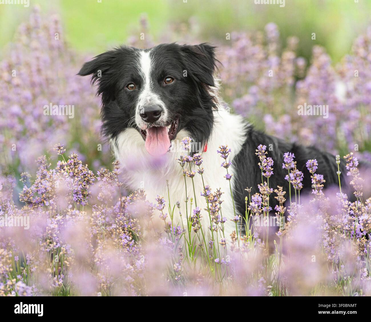 Border Collie in träumerischen Blumen im Garten, rosa Stockfoto