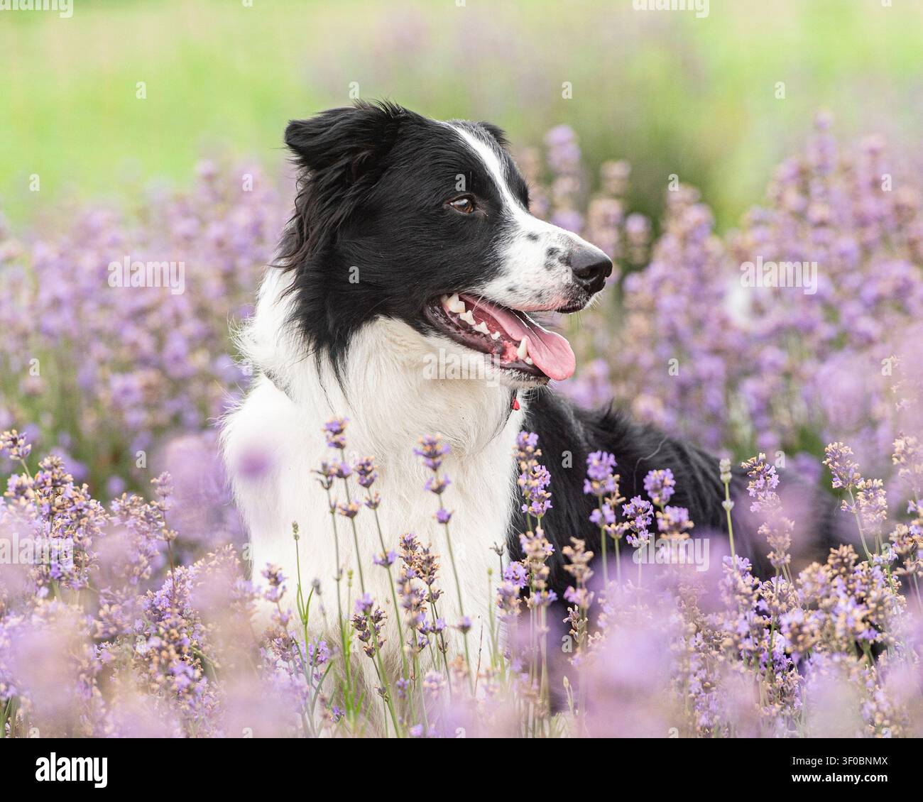Border-Collie-Hund sitzt in träumerischen Blumen Stockfoto