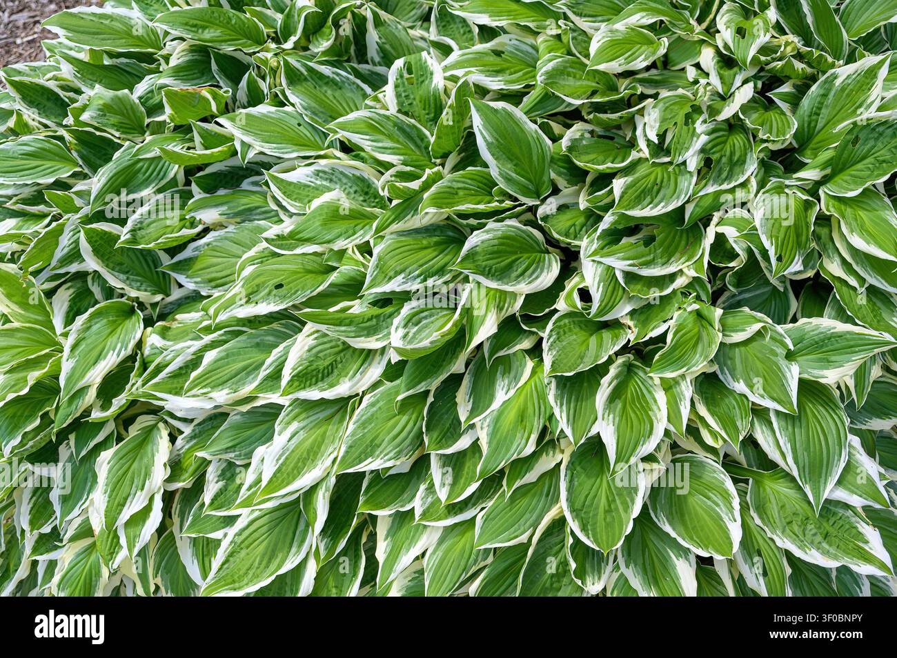 Blätter der Hosta Pflanze Stockfoto