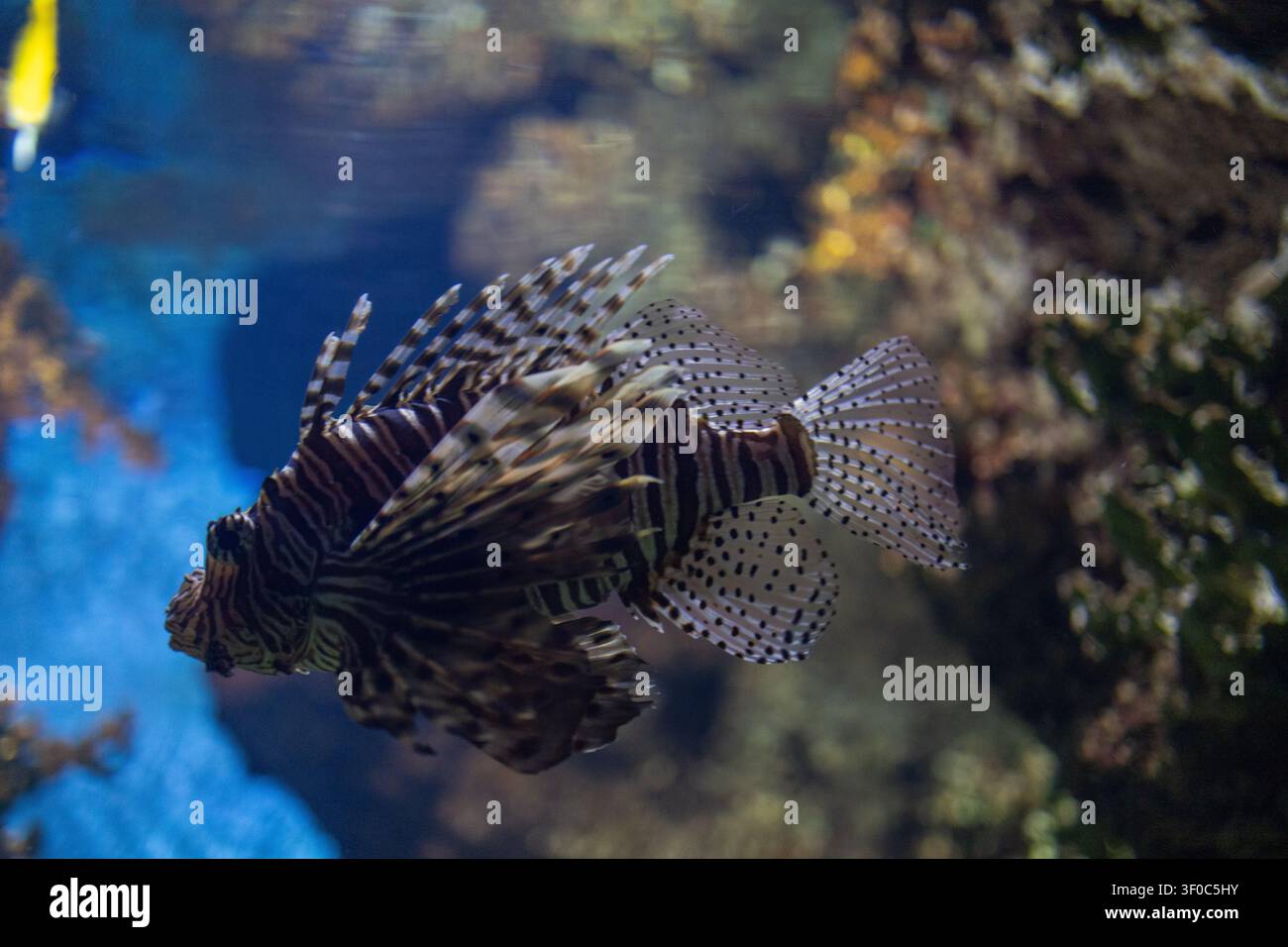 Roter Feenflossenthunfisch Zebra-Fisch schwimmt unter Wasser in einem tropischen Meereskorallenriff-Aquarium-Hintergrundtank Stockfoto