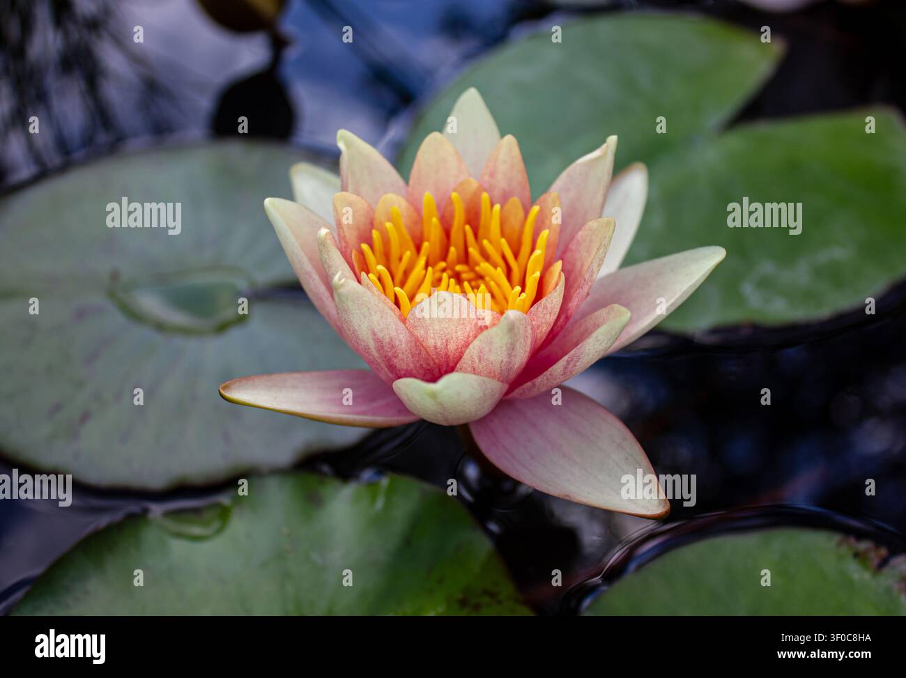Schöne rosa Seerose (Nymphaea) blüht auf einem ruhigen Teich, umgeben von grünen Seerosenblättern. Nahaufnahme einer Wasserblume mit gelben Staubblättern, sym Stockfoto