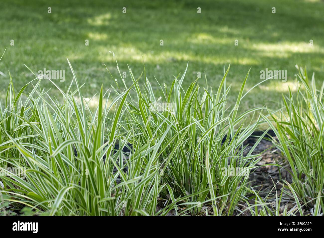 Ziergras im Park an einem sonnigen Tag Stockfoto