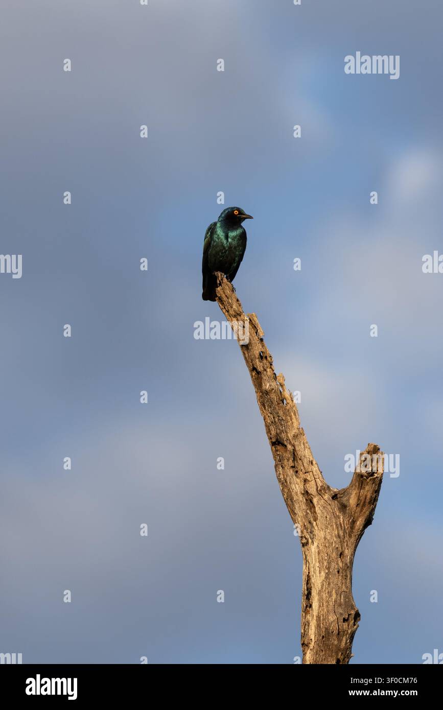 Ein Glanzsturn (Lamprotornis nitens) mit schillerndem grünem und blauem Gefieder, der auf einem verwitterten Baumast im Sabi Sands Game Reserve sitzt Stockfoto