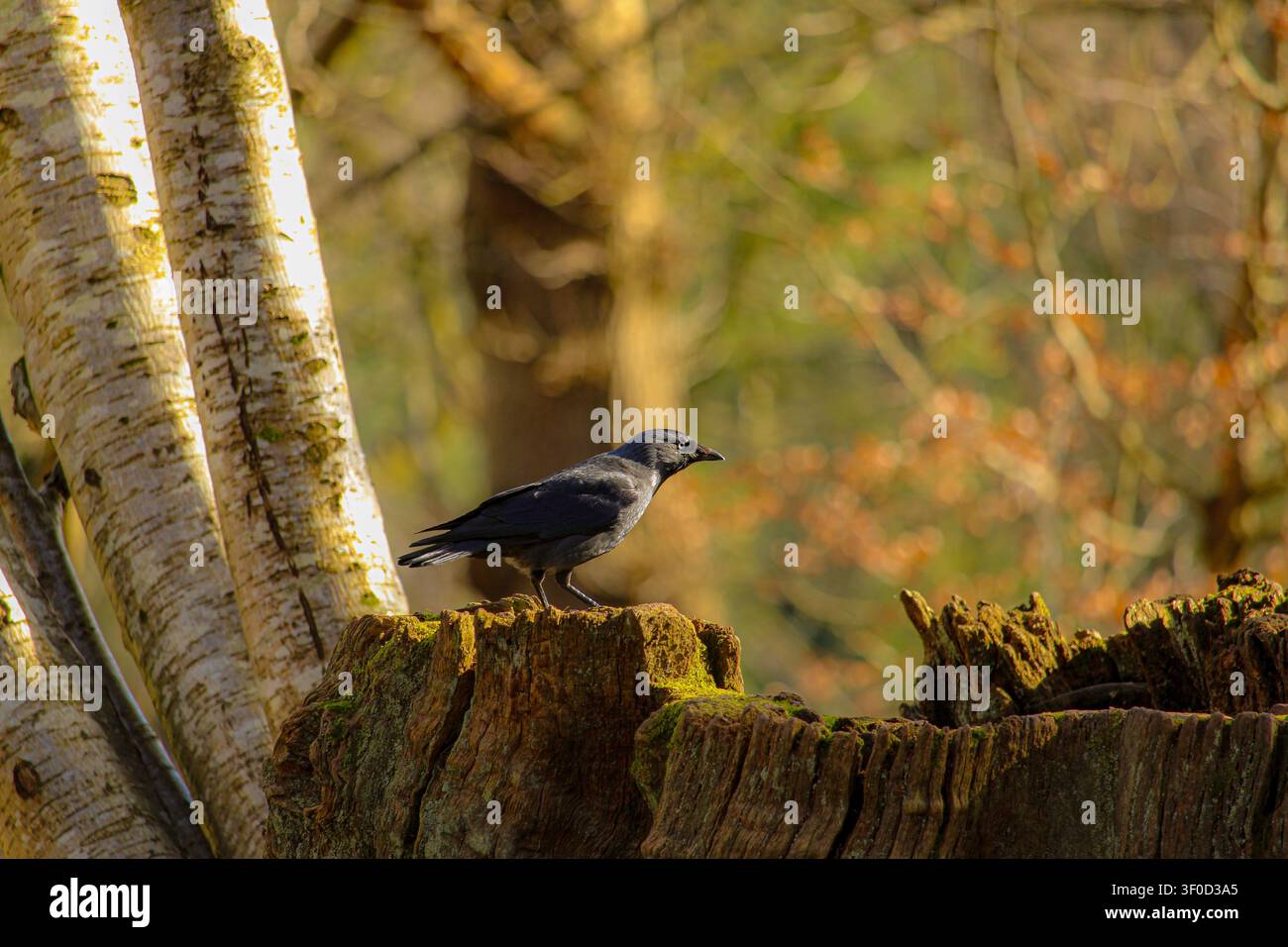 Eine Krähe in Chatelherault, Schottland; während des Frühlings auf einem moosigen Baumstumpf sitzend und in das leuchtende Sonnenlicht blickend. Stockfoto
