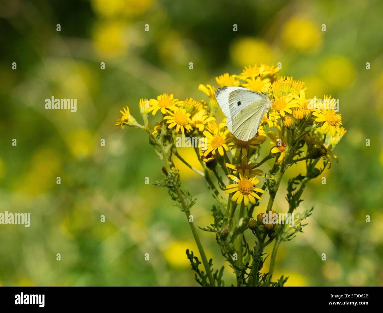 Ein großer weißer Schmetterling füttert sich an Schwanenblume in einem naturnahen Londoner Garten. Schwanenblume gilt als Unkraut, ist aber bei Schmetterlingen beliebt. Stockfoto