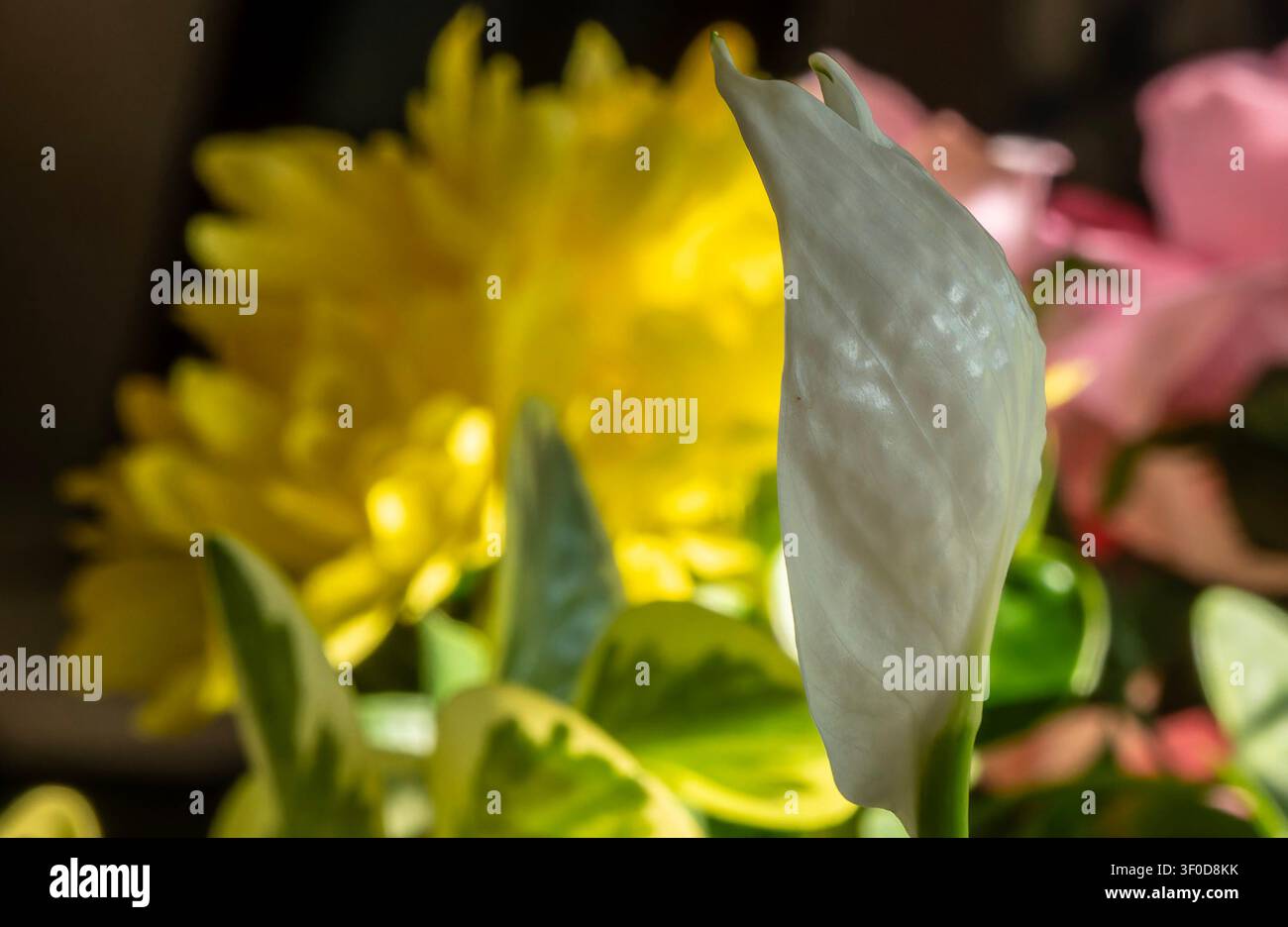 Eine leuchtend gelbe Hibiskusblüte in voller Blüte Stockfoto