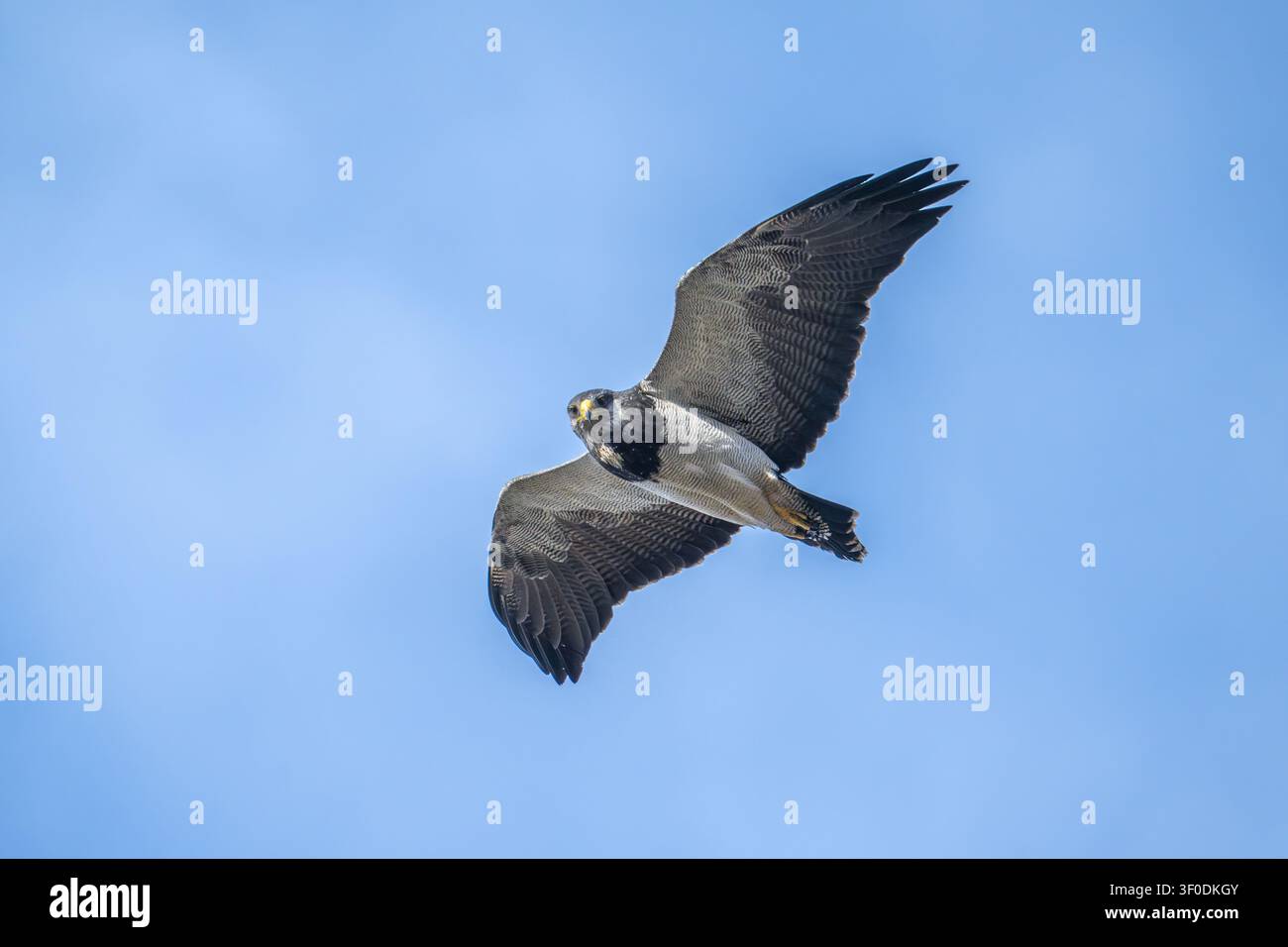 Schwarzbrust-Habicht in der Luft - Patagonien Stockfoto