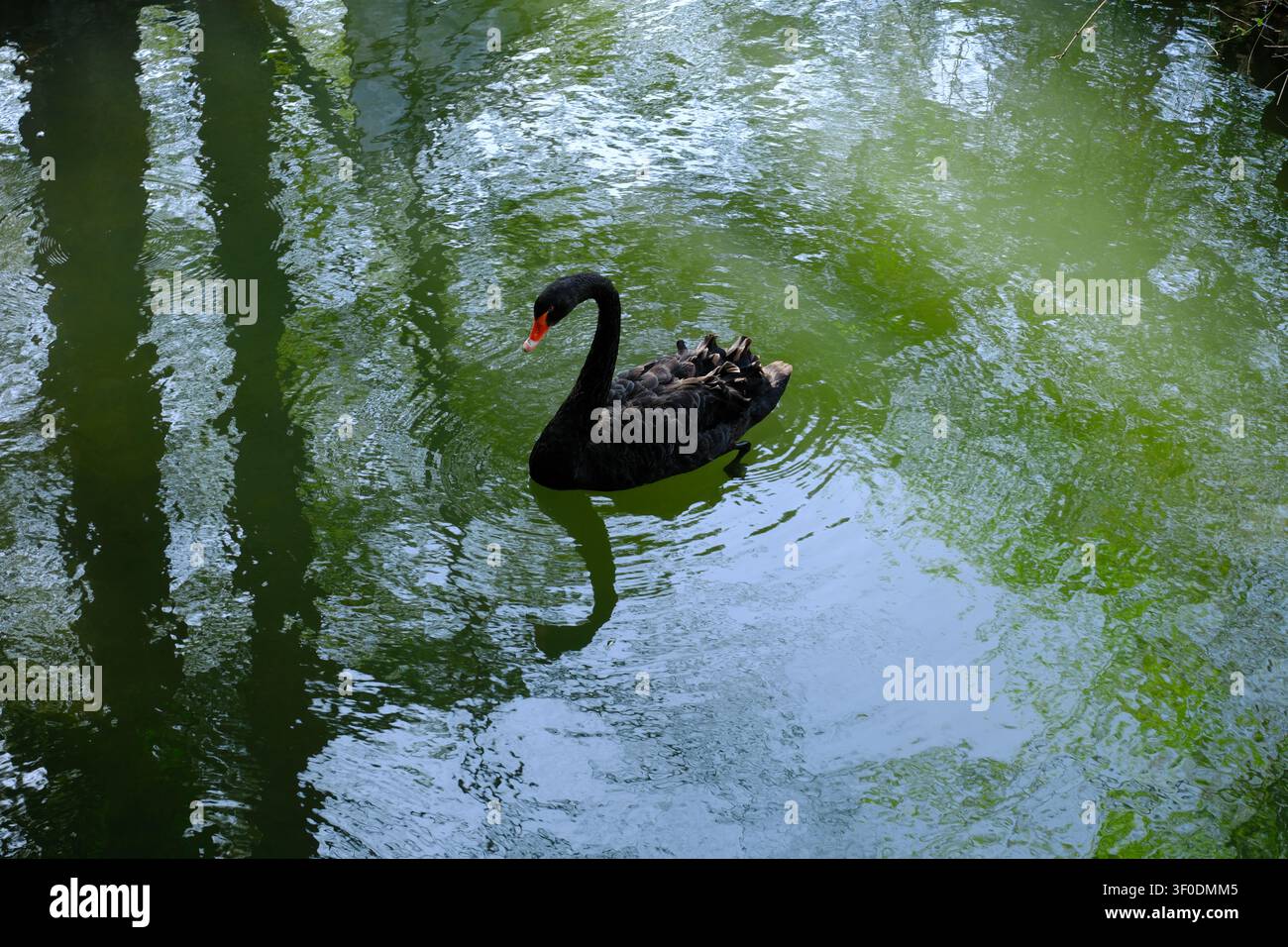 Schwarzer Schwan gleitet auf ruhigem grünem Wasser mit sanften Spiegelungen und Wellen, wodurch eine friedliche Naturszene mit Platz für Text entsteht Stockfoto