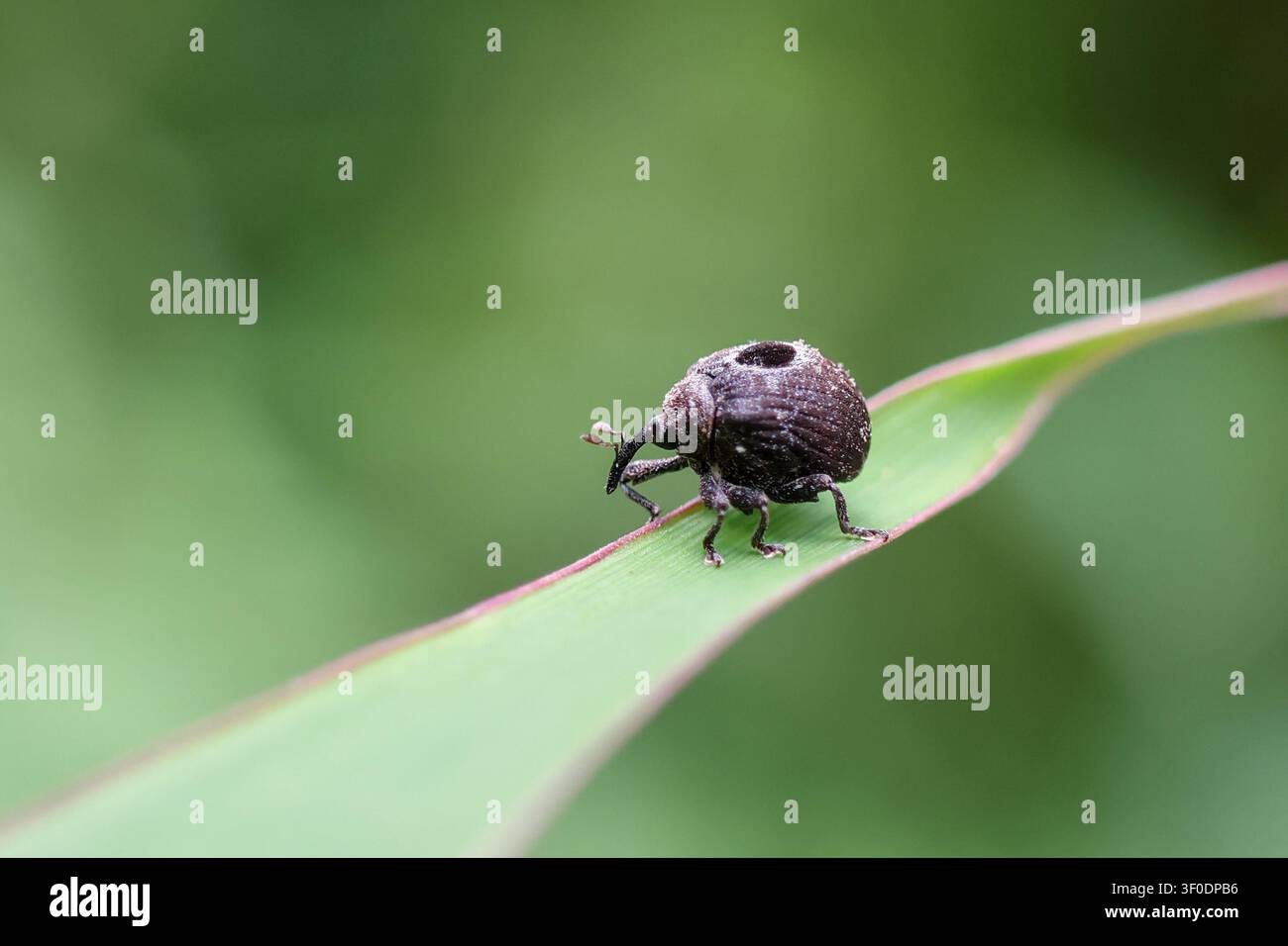 Ein kleiner schwarzer Rüsselkäfer auf einem grünen Blatt mit weichem Bokeh-Hintergrund, Nahaufnahme eines Insekts, das Textur und Fühler bei natürlichem Licht zeigt Stockfoto