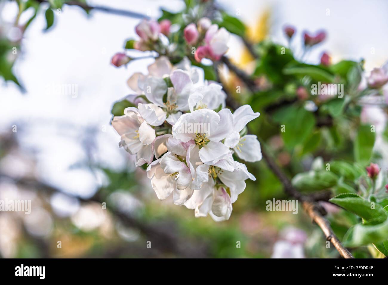 Baumblüten im Frühling mit weißen und rosa Blüten, die an den Ästen eines Obstgartens erblühen Stockfoto