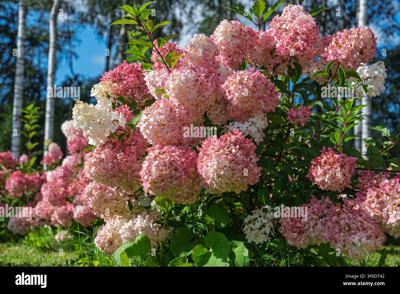 Rosa und weißer Hydrangea-Paniculata-Strauch blüht in einem sonnigen Garten mit Birkenhintergrund Stockfoto