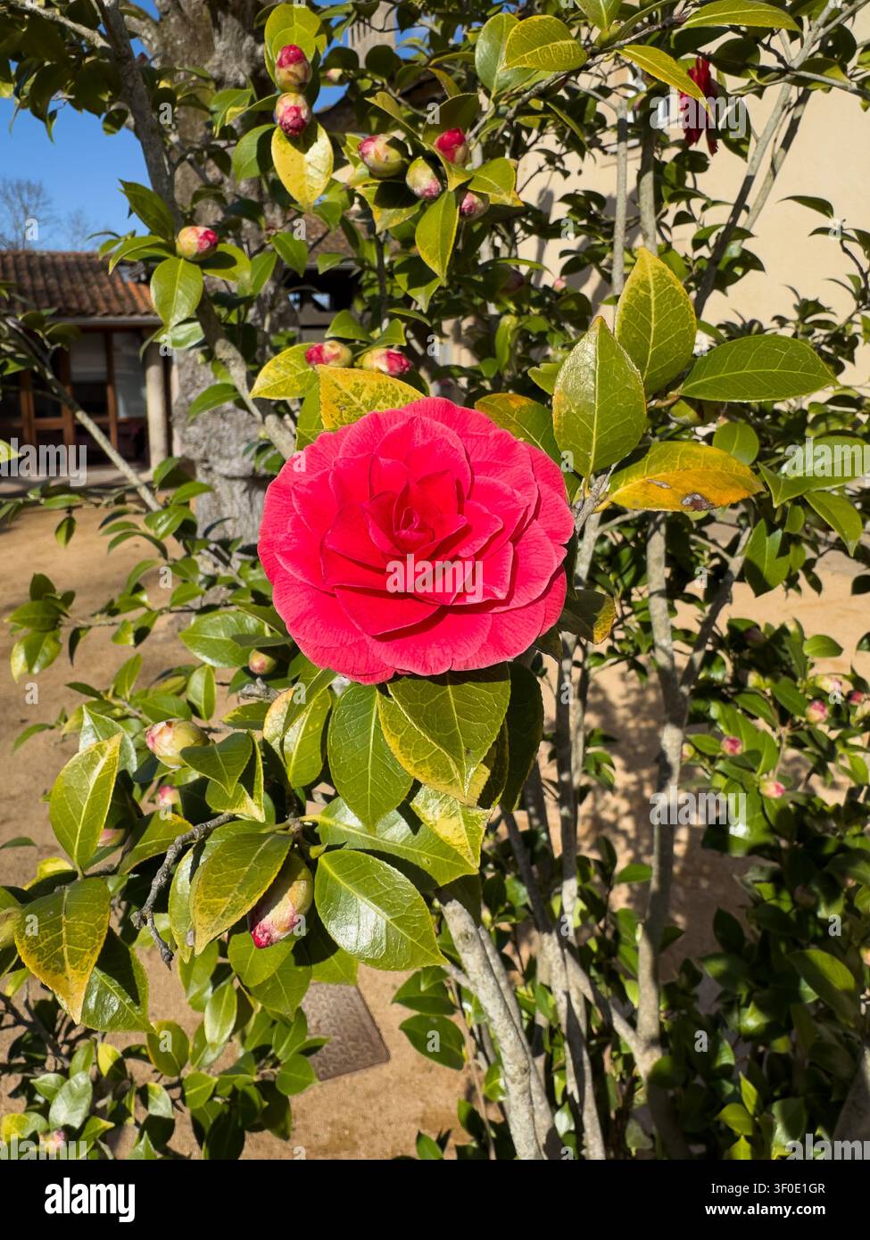 Lebendige rosa Kamelienblüte, die an einem Strauch mit grünen Blättern und Knospen blüht - Smartphone-aufgenommenes Stockfoto