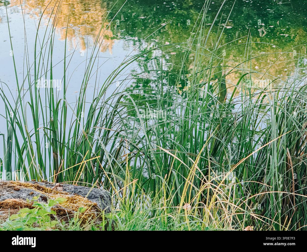 Ruhiger Süßwasserteich, umrahmt von üppigem grünem Schilf, mit ruhigem Wasser, das die umliegenden Bäume widerspiegelt. Ideal für Themen wie Natur, Feuchtgebiete, Ruhe, Bio Stockfoto