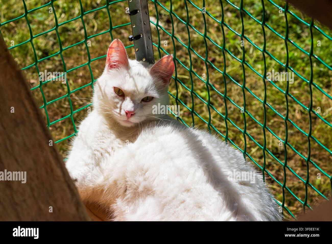 Hübsche weiße Katze entspannt sich bequem in einem gesicherten Katzenauslauf im Freien und genießt warmes Sonnenlicht an einem friedlichen Tag im Hintergartensetting Stockfoto