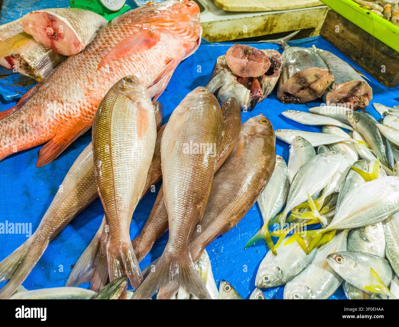 Frisches Meeresfrüchte-Sortiment, das auf einem traditionellen Küstenmarkt präsentiert wird. Verschiedene Fischarten, Garnelen, Krebse und Tintenfische, die auf blauen Planen und Tabletts arrangiert sind. C Stockfoto