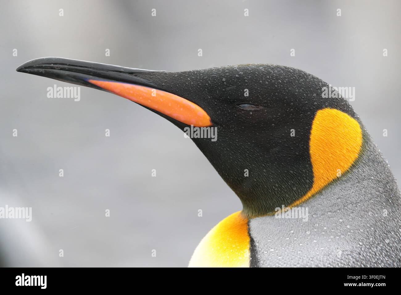 Königspinguin (Aptenodytes patagonica), einzelner Vogel, Südgeorgien, britisches Überseegebiet, Südatlantik Stockfoto
