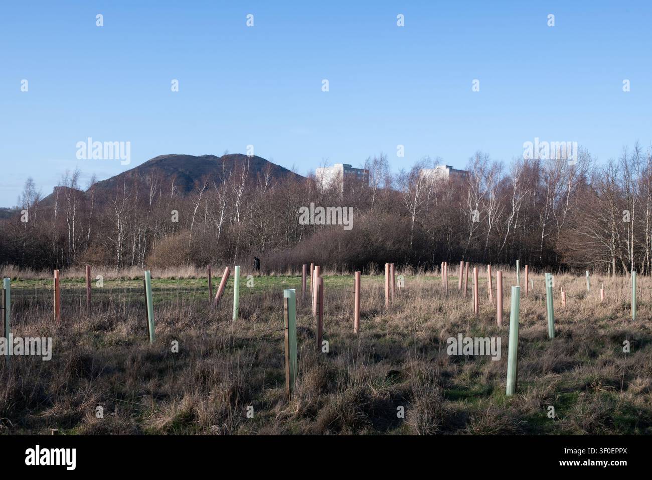 Baumpflanzung im Craigmiller Park Edinburgh Schottland Stockfoto