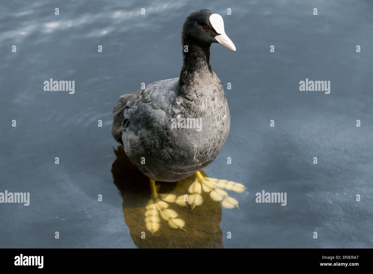Blässhuhn im Wasser mit gespreizten Füßen Stockfoto