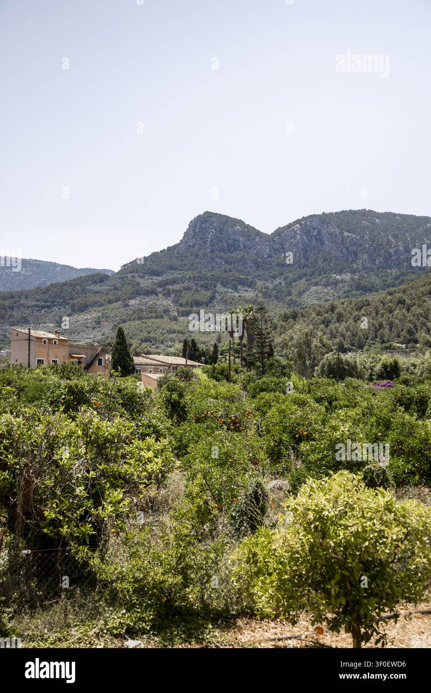 Blick auf den Orangenhain von Soller mit üppigen Bäumen und Obst unter der hellen Sonne, vor dem Hintergrund der Tramuntana-Berge in Soller, Balearen Stockfoto