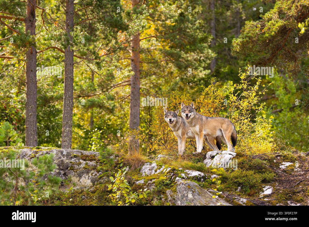 Zwei Wölfe, die auf moosigen Felsen im sonnendurchfluteten skandinavischen Wald warnen Stockfoto