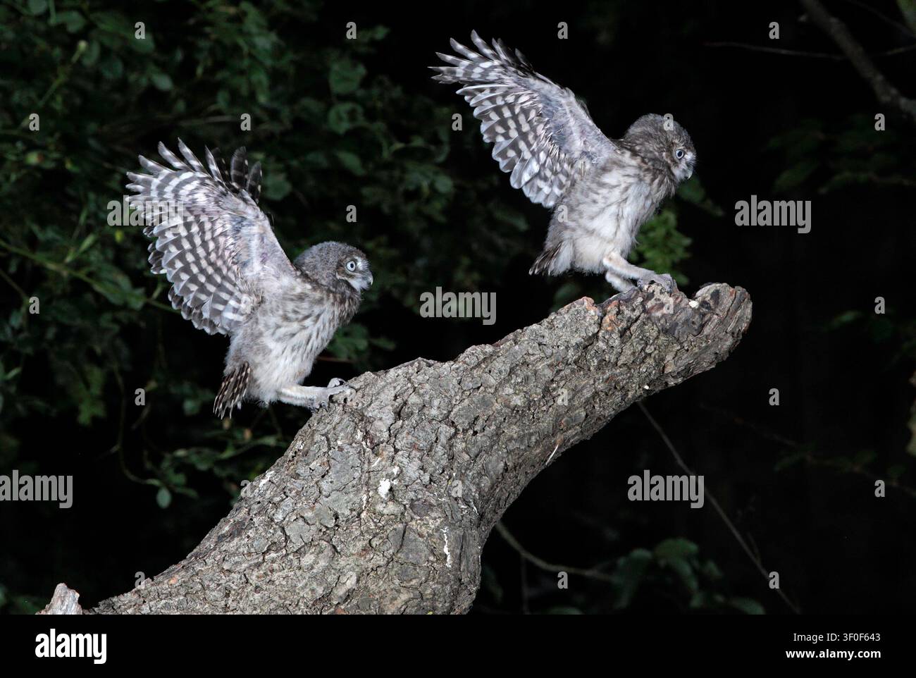KLEINE EULEN, die nachts außerhalb des Nestes ihre Flügel üben, UK. Stockfoto