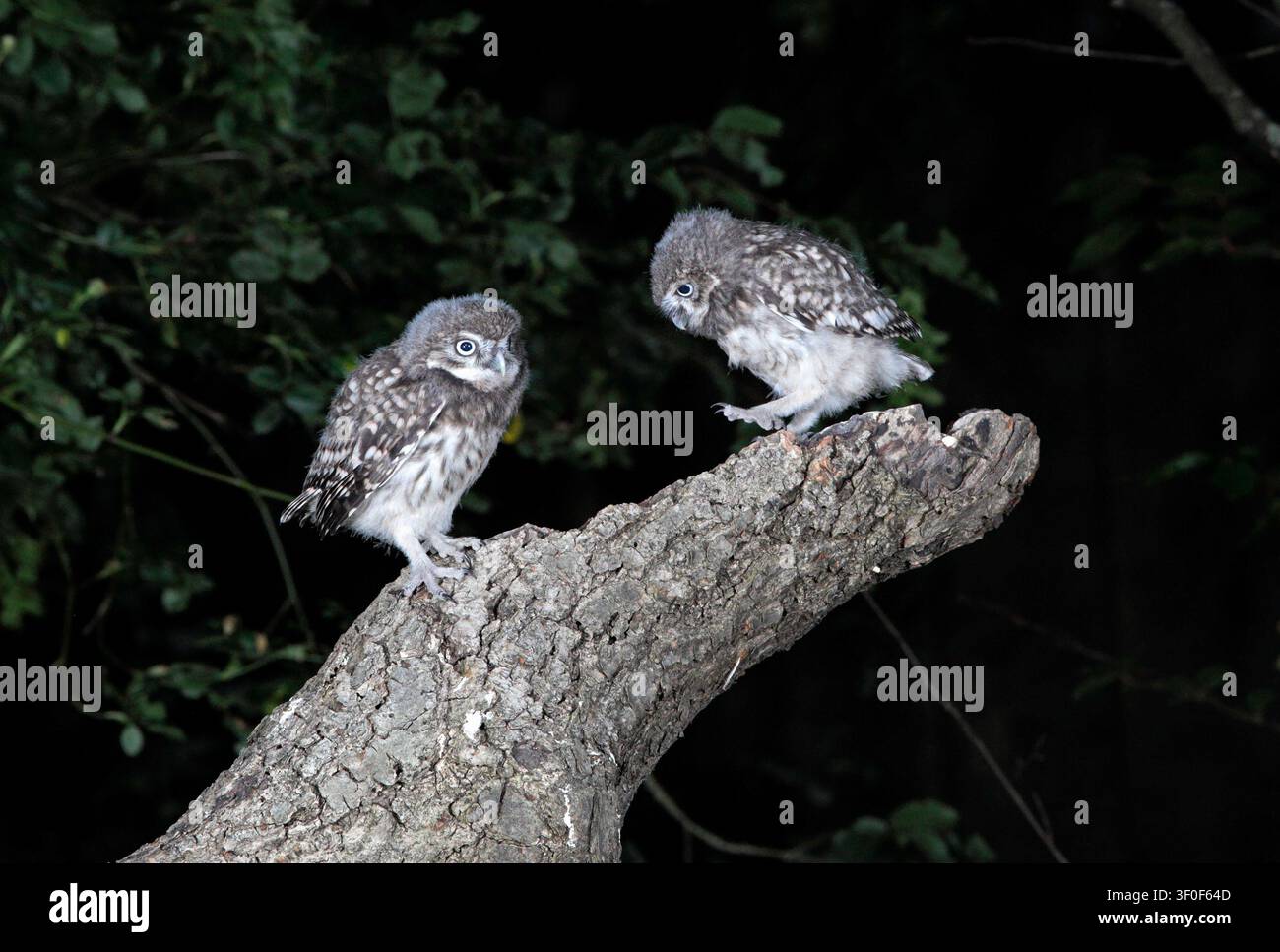KLEINE EULEN Küken, UK. Stockfoto