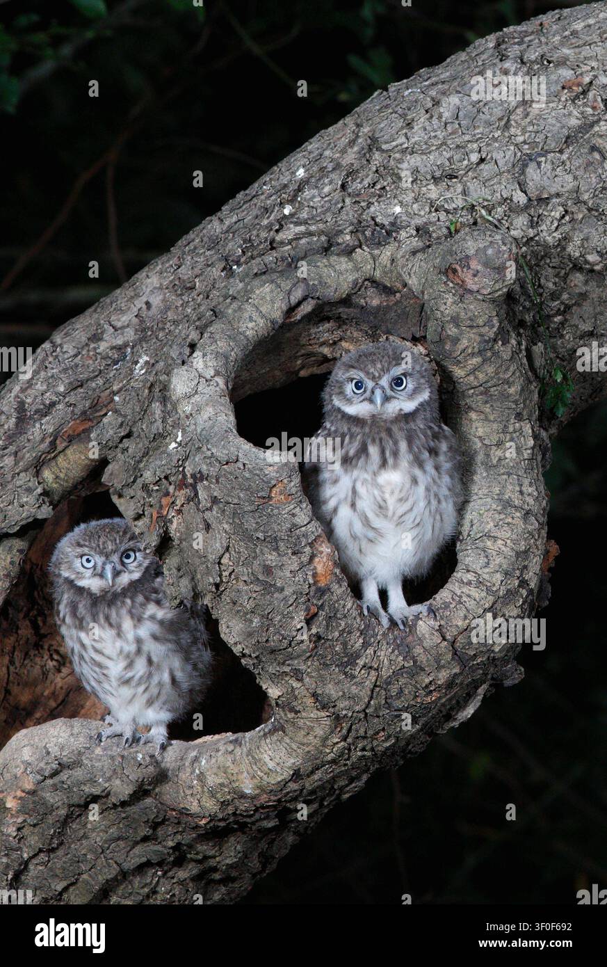 KLEINE EULEN Küken, UK Stockfoto