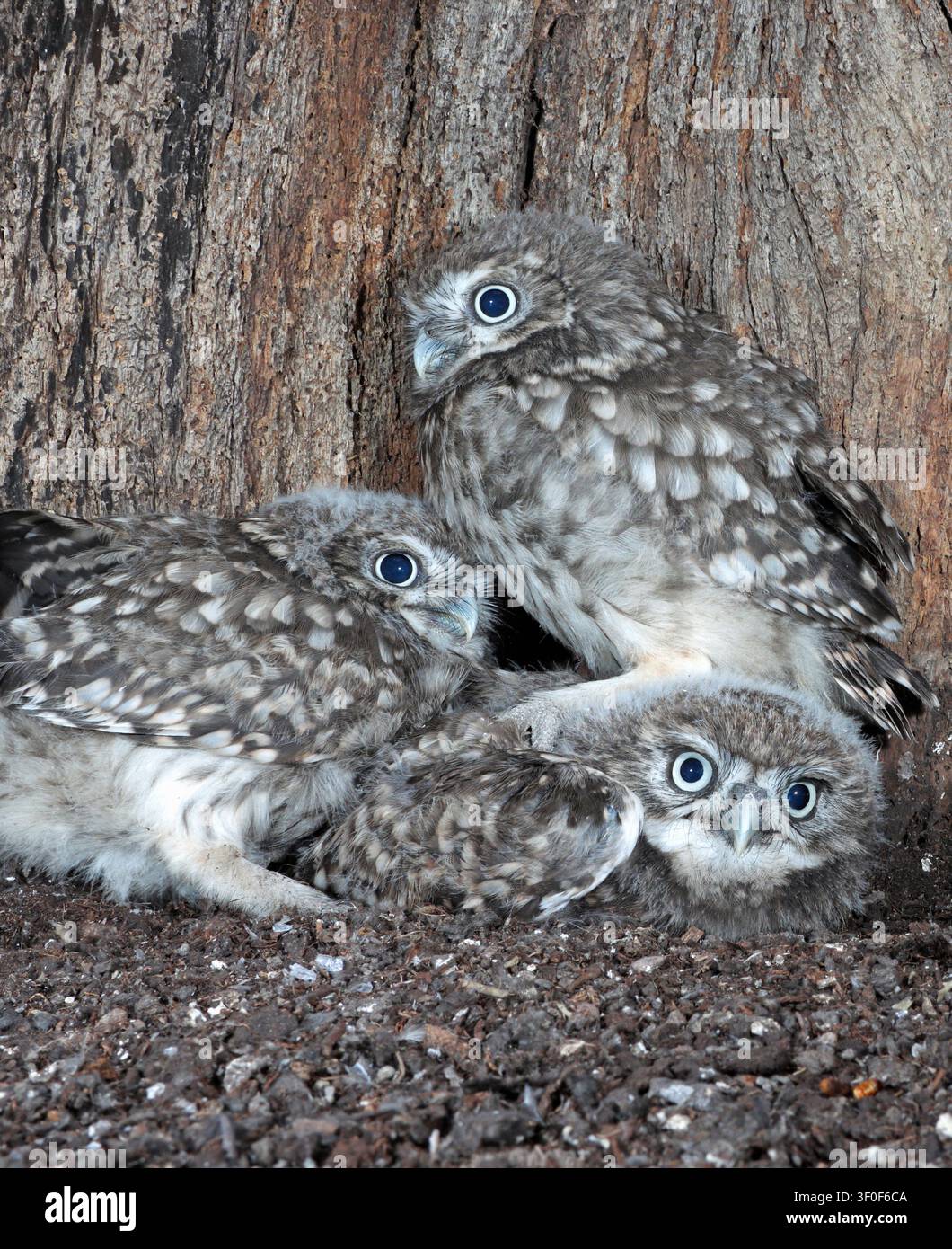 KLEINE EULE Küken in der Nestkammer, UK. Stockfoto