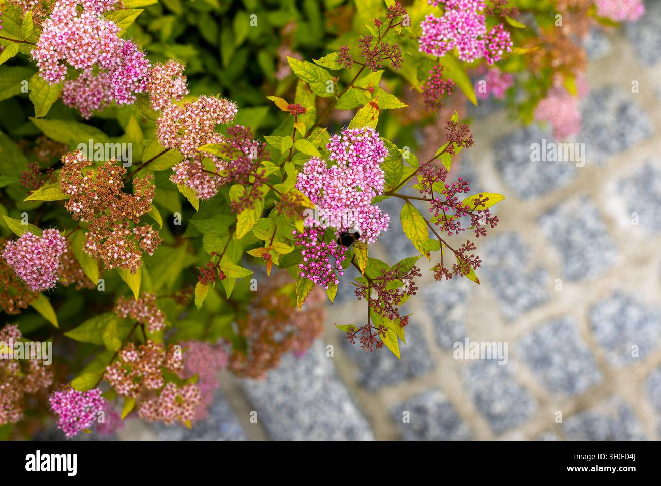 Bumblebee auf rosa Spiraeablüten nahe einem Kopfsteinpflasterweg. Der Bumblebee ruht auf rosa Spiraeablüten mit gelb-grünen Blättern und einem weichen Kopfsteinpflasterweg Stockfoto