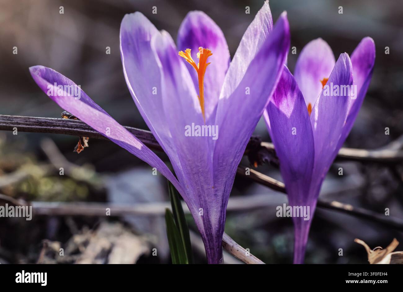 Die Sonne scheint auf der wilden violetten und gelben Blume (Crocus heuffelianus verfärbt), die im trockenen Frühjahrsgras wächst Stockfoto