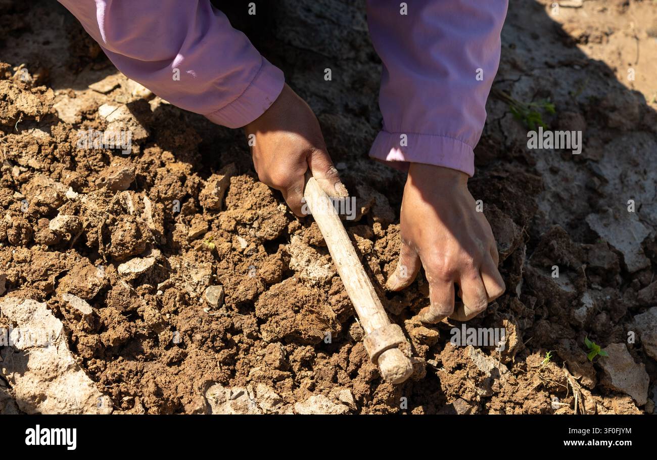 Eine Hochwinkel-Makroaufnahme, die die Hände einer jungen Bäuerin zeigt, die einen traditionellen Grabhacke benutzt. Stockfoto