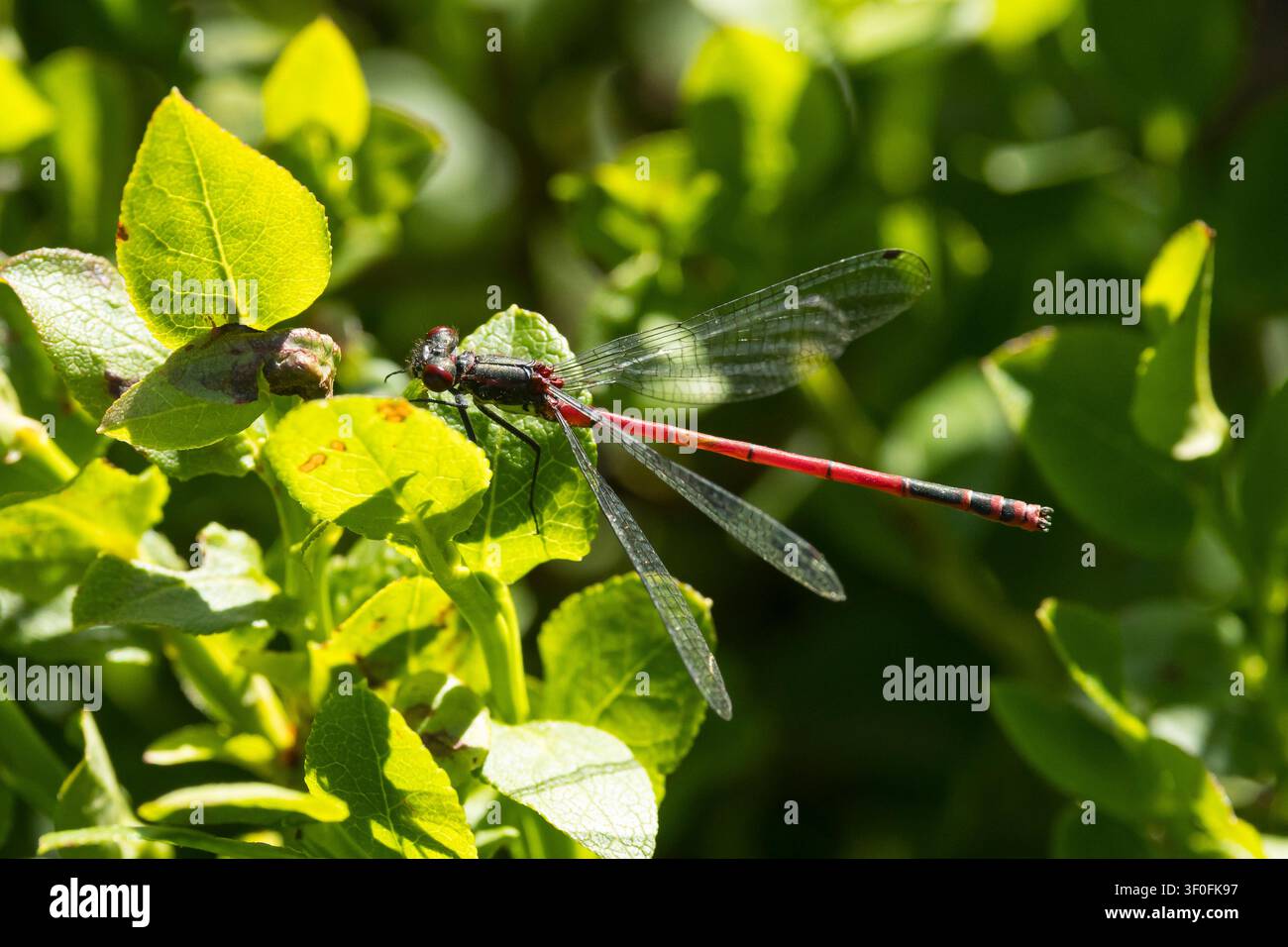 Frühe Adonislibelle, Pyrrhosoma nymphula, Männchen, Große Rotlibelle, männlich, La Petite Nymphe, la corps de feu Stockfoto
