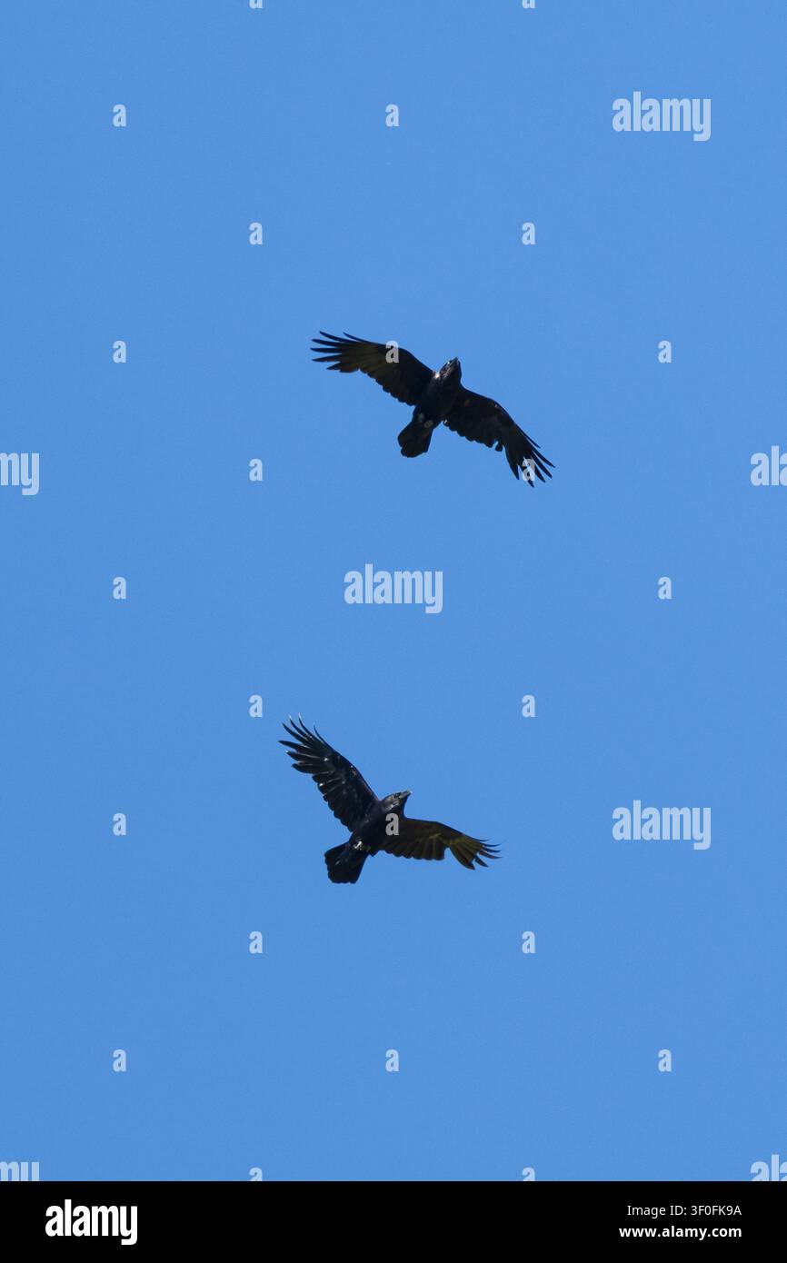 Kolkrabe, Flug, Flugbild, fliegend, Kolk-Rabe, Kolk, Rabe, Corvus corax, Saatkrähe, nördliche Krähe, Krähe, Flug, Der Große Rabe Stockfoto