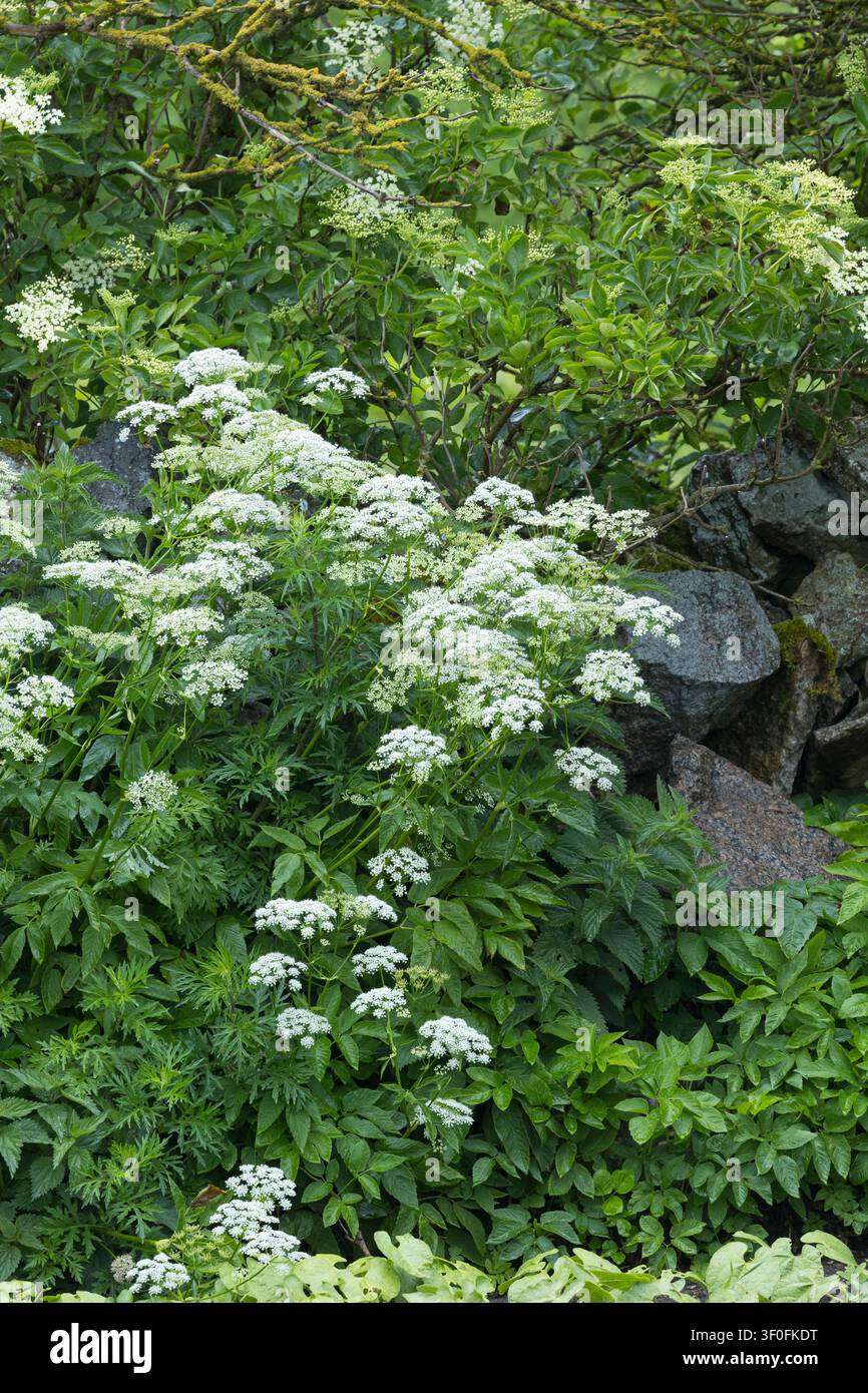 Gewöhnlicher Giersch, Giersch, Geißfuß, blühend, Blüten, Blüten, Ägopodium podagraria, Erdholder, Kraut gerard, Bischofsgras, Gicht, Gicht, Stockfoto