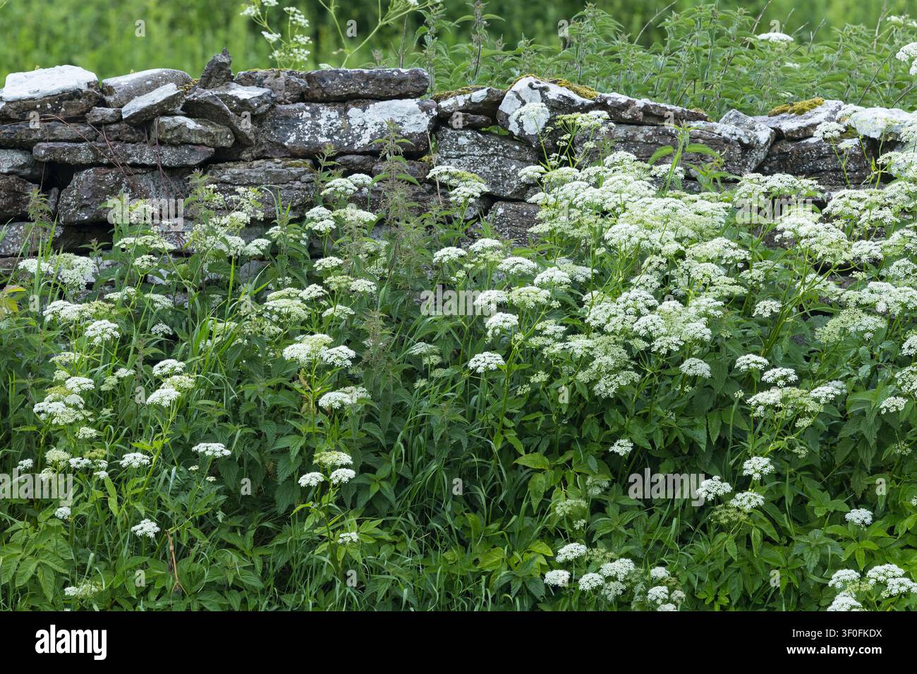 Gewöhnlicher Giersch, Giersch, Geißfuß, blühend, Blüten, Blüten, Ägopodium podagraria, Erdholder, Kraut gerard, Bischofsgras, Gicht, Gicht, Stockfoto
